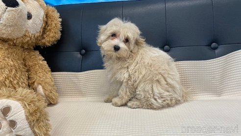 成約済の兵庫県のマルプー:マルチーズ×トイプードル-319139の8枚目